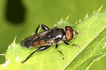 Tropidia scita