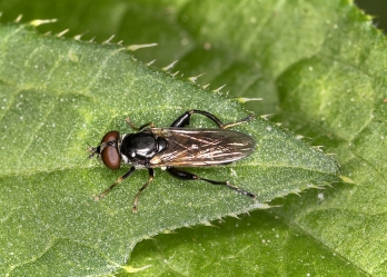 Tropidia scita