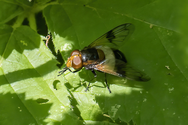 Volicella pellucens