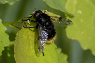 Volucella bombylans