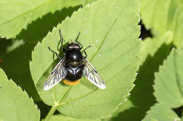 Volucella bombylans