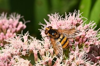 Volucella inanis