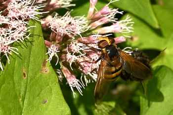 Volucella inanis