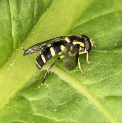 Xanthogramma sp.