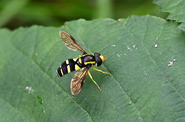 Xanthogramma stackelbergi