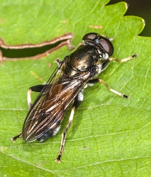 Xylota segnis