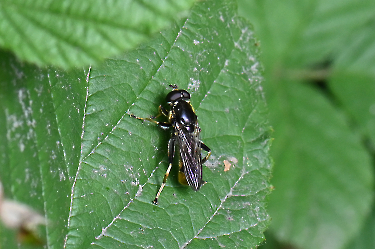 Xylota sylvarum