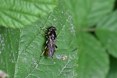 Xylota sylvarum